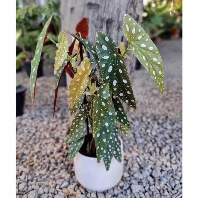 Tanaman hias begonia polkadot/tanaman begonia polkadot/pohon begonia polkadot/tanaman hias gantung