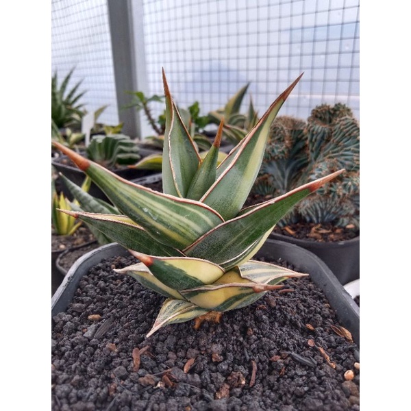 sansevieria pinguiculata varigated striata