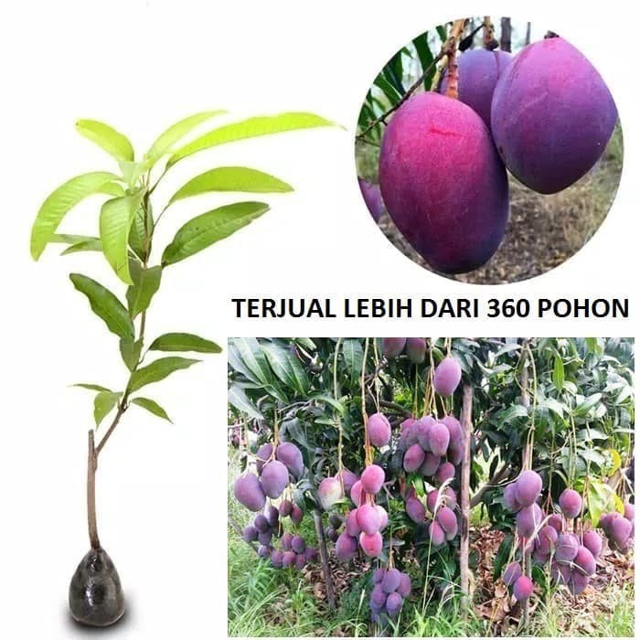 Bibit Pohon Mangga Irwin Tanaman Mangga Ungu Okulasi Siap Berbuah EE44