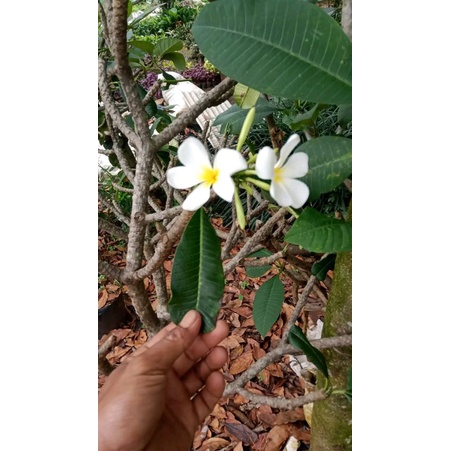 pohon kamboja bunga putih 50-100cm
