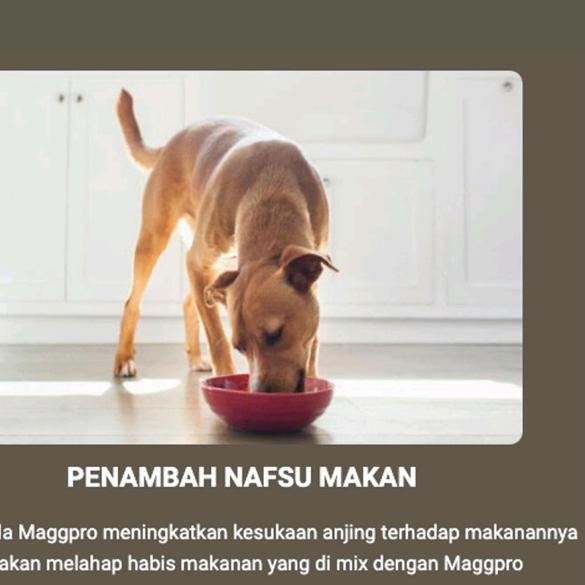 Protein Anjing MAGGPRO #supplemenanjing