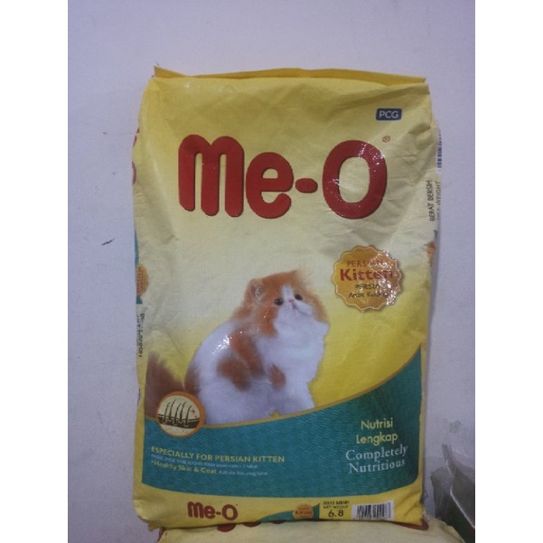 meo kitten persian 6,8kg meo kitten meo persian kitten