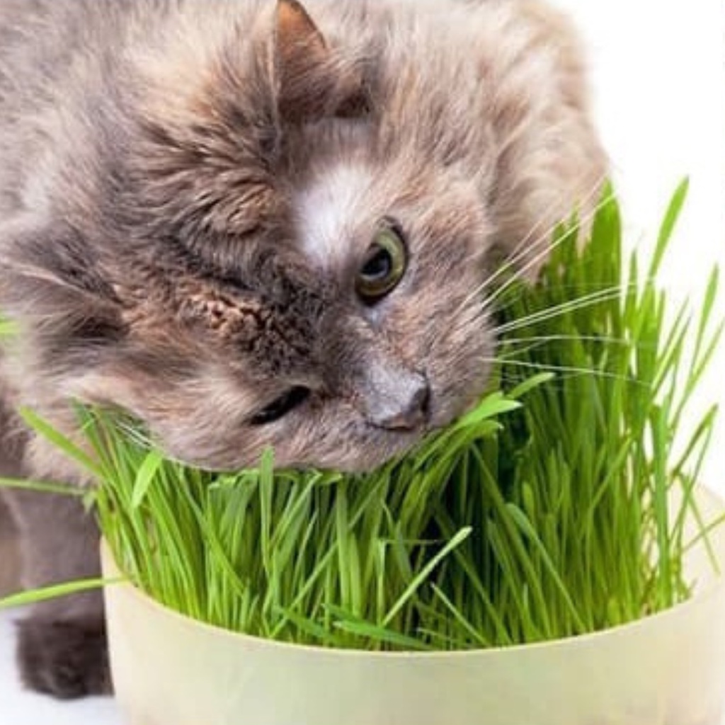 Rumput Kucing Bibit Wheatgrass Siap Tanam 400 Butir