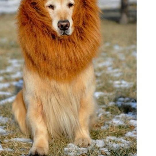 Dog Lion Wig kostum Size XL Wig Singa untuk kucing / Anjing BESAR - Putih