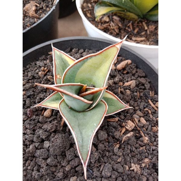 sansevieria pinguiculata varigated