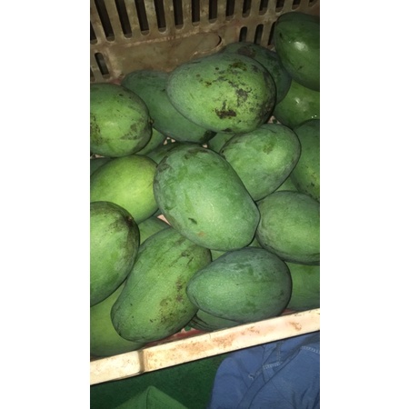 

buah mangga mentah tua arumanis