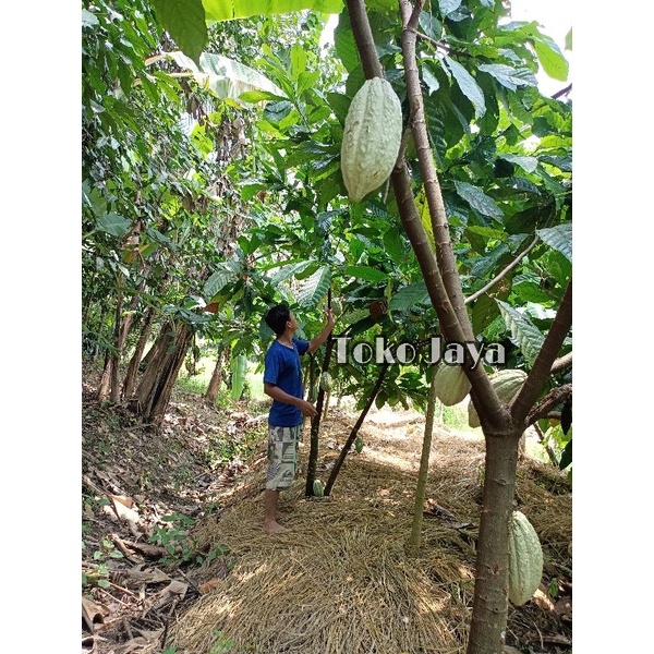 Biji Kakao/ Biji Coklat Kering,Buah Coklat Basah