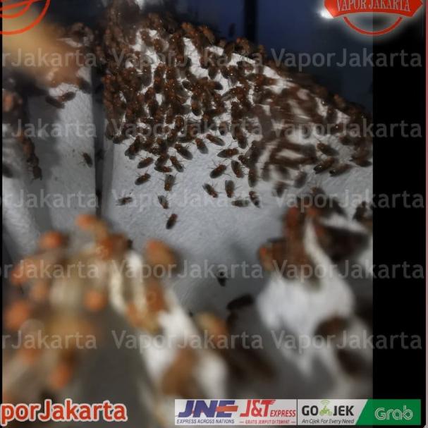 Drosophila Melanogaster Lalat Buah - Dart Frog ()