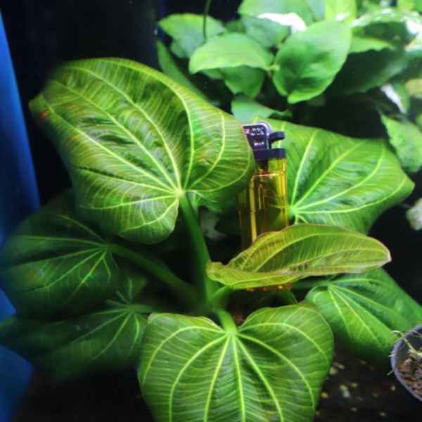 

Unik parts echinodorus iguazu tanaman aquascape 26SZ2 Limited