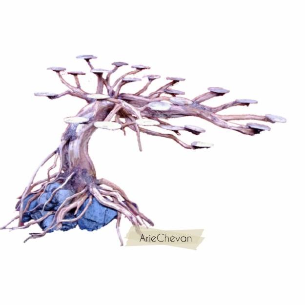 bonsai doyong aquascape aquarium