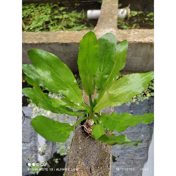 Echinodorus major martii media wabikusa tanaman aquascape