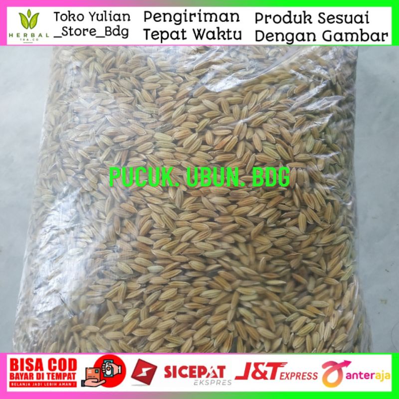 bibit padi beras merah 1kg