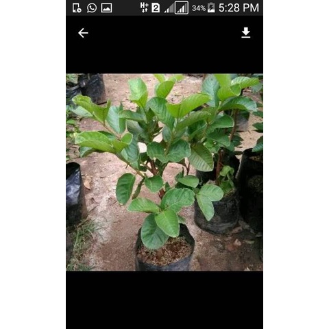 Pohon jambu kristal Asli GG22