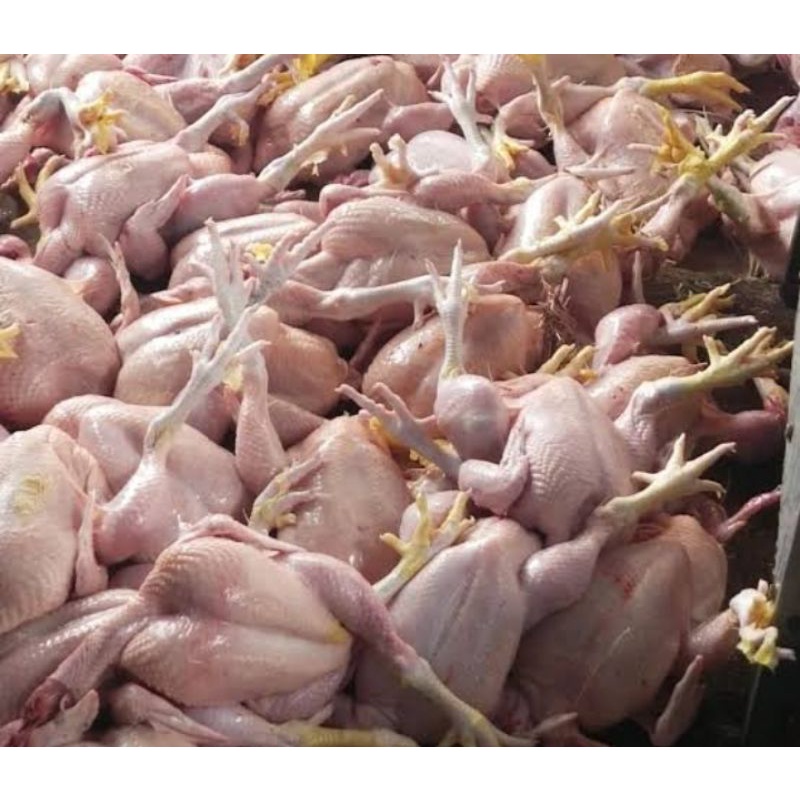 

Ayam potong segar/ekor/bukan frozen