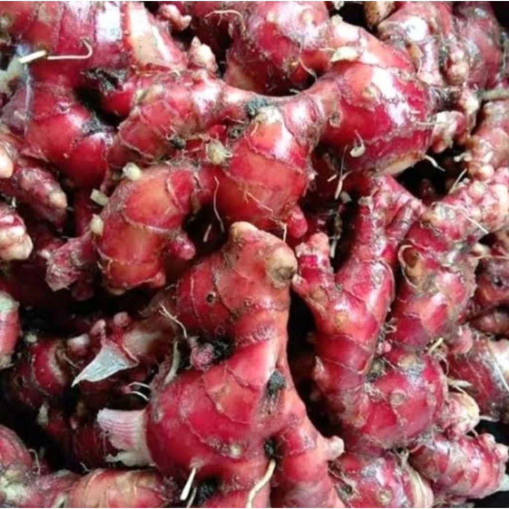 

JAHE MERAH SAYURAN SEGAR surabaya KUALITAS SUPER 250 gram