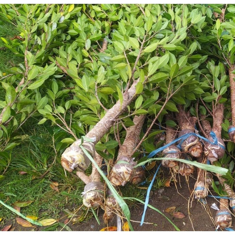 cangkokan kimeng los pucuk sejempol kaki bahan gron