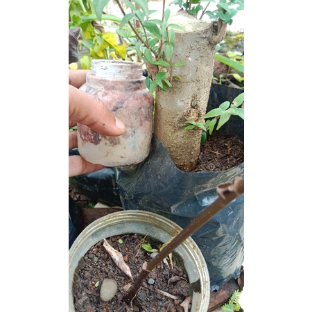 ANTING PUTRI DARI CANGKOKAN UKURAN BESAR