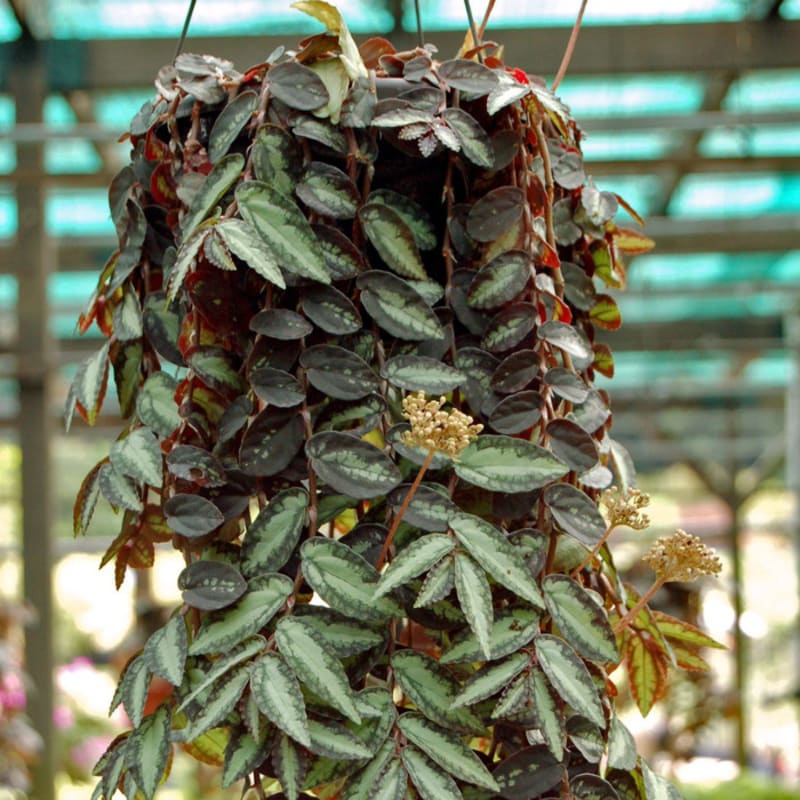 Tanaman Hias Gantung Daun - Elatostema Repens