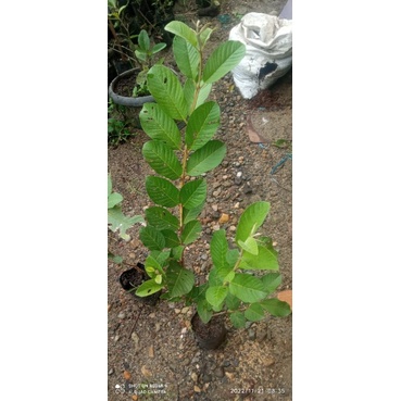 Cangkokan Jambu Kristal Putih sudah Rimbun