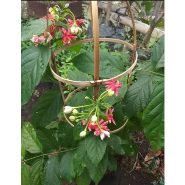 bibit bunga melati belanda/holand tumpuk wangi