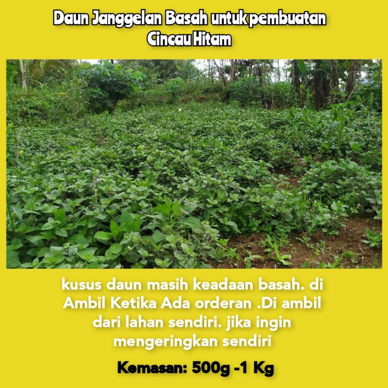 

DAUN JANGGELAN BASAH/CINCAU HITAN BARU PETIK 1 KG