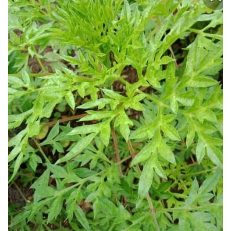 

daun kenikir segar 250 gram