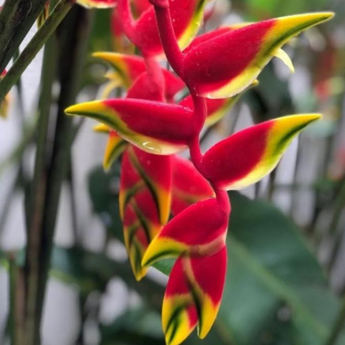 tanaman heliconia bunga betet pisang betet tinggi 1 meter pohon pisang EE22