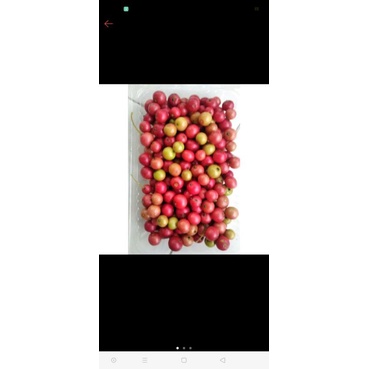 

buah kersan