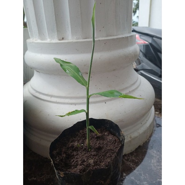 jahe bibit jahe siap tanam