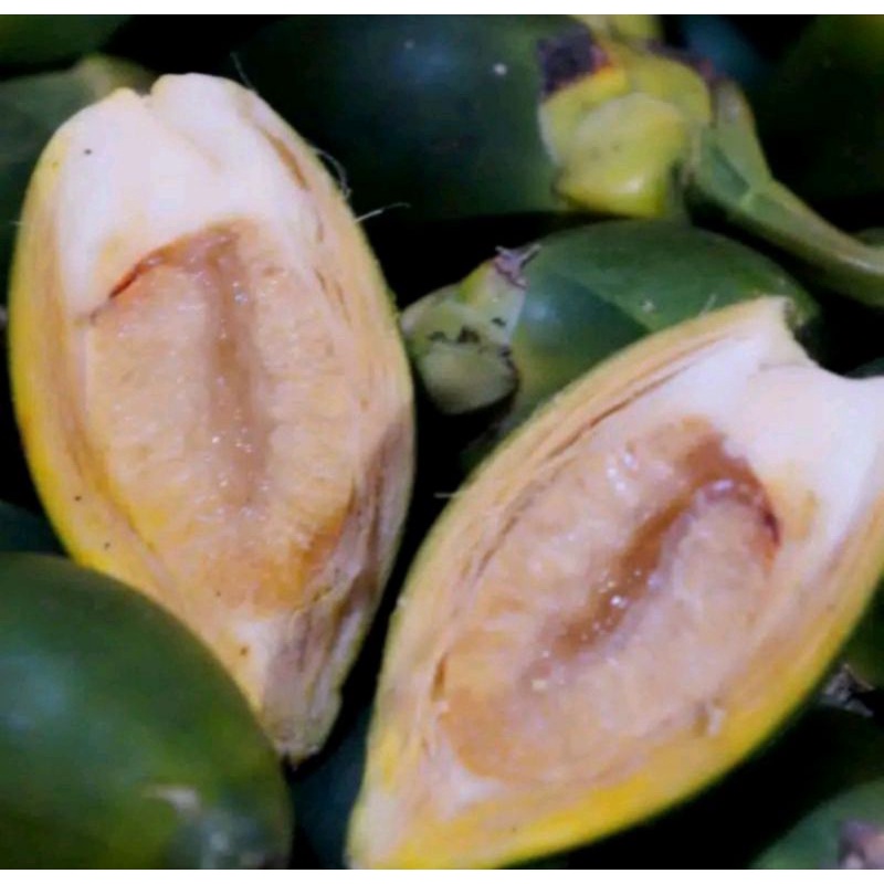 

Pinang/ jame muda fresh 500 kg