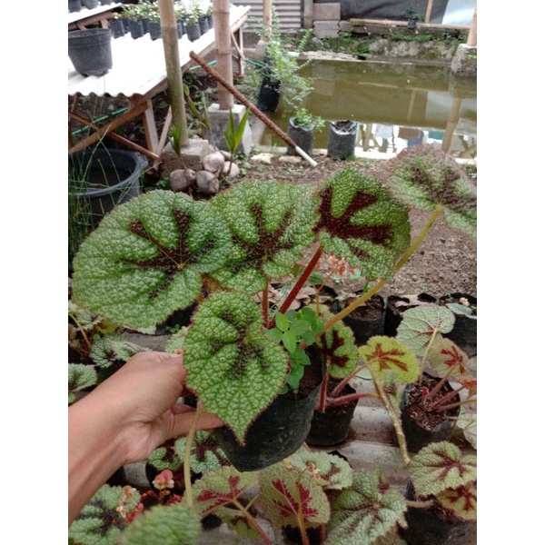 begonia karpet