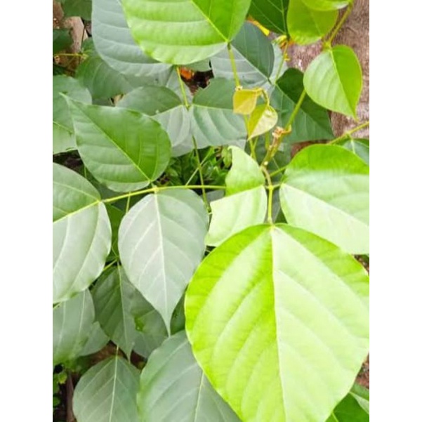 

Daun Dadap 250 gram