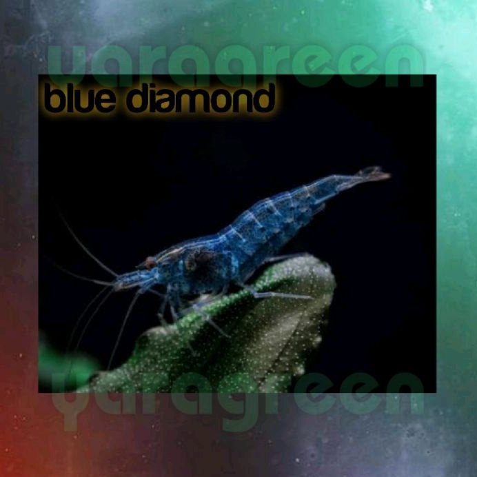 pelengkap aquascape /aquarium bluediamond