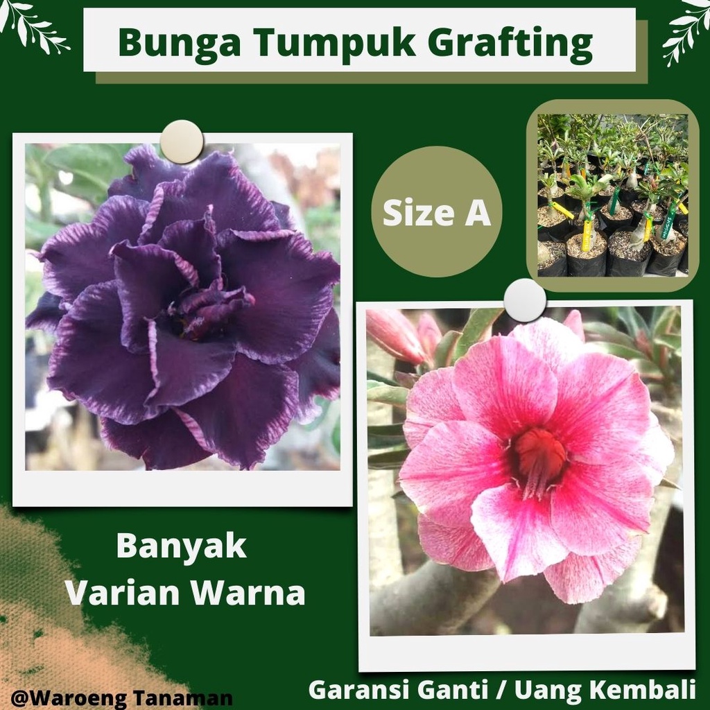 Adenium Kamboja Bunga Tumpuk Graftingan Garansi