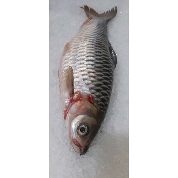 

ikan jelawat kalimantan size 1 kg up