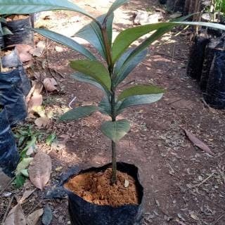 Bibit Tanaman Buah Manggis Unggul/Super GG22