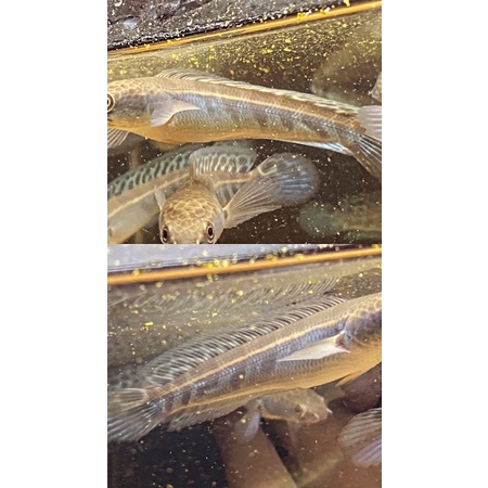 Baby maru riau sortiran simet