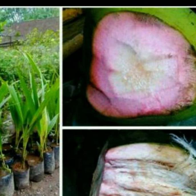 Bibit Kelapa Hijau Asli