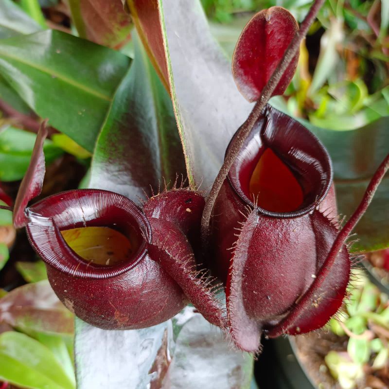 Nepenthes Viking x Ampullaria Black Miracle
