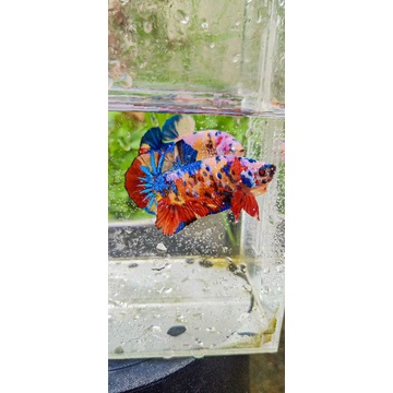 1 yellow base  Multicolor