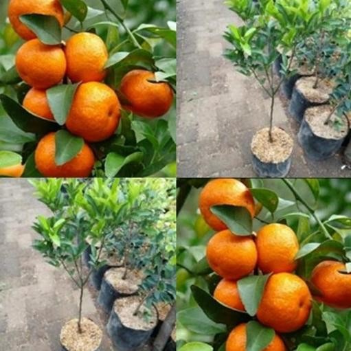 Bibit Tanaman Pohon Jeruk Santang Madu Bibit Jeruk Santang Madu Buah AA99
