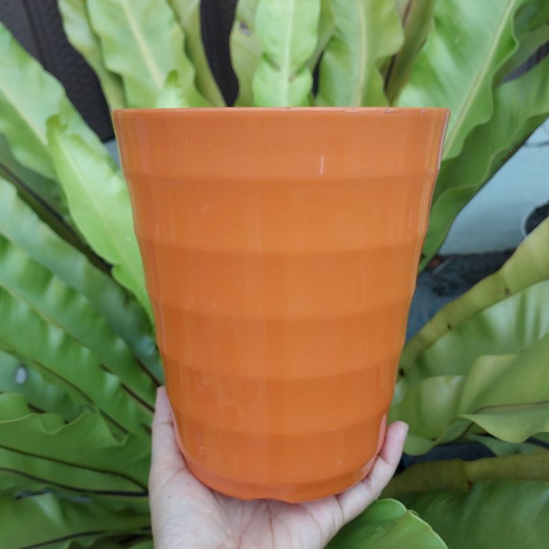 MADO PIRUS 18 : pot bunga lovenia uk 18 (16cm) tinggi langsing tirus bagus murah