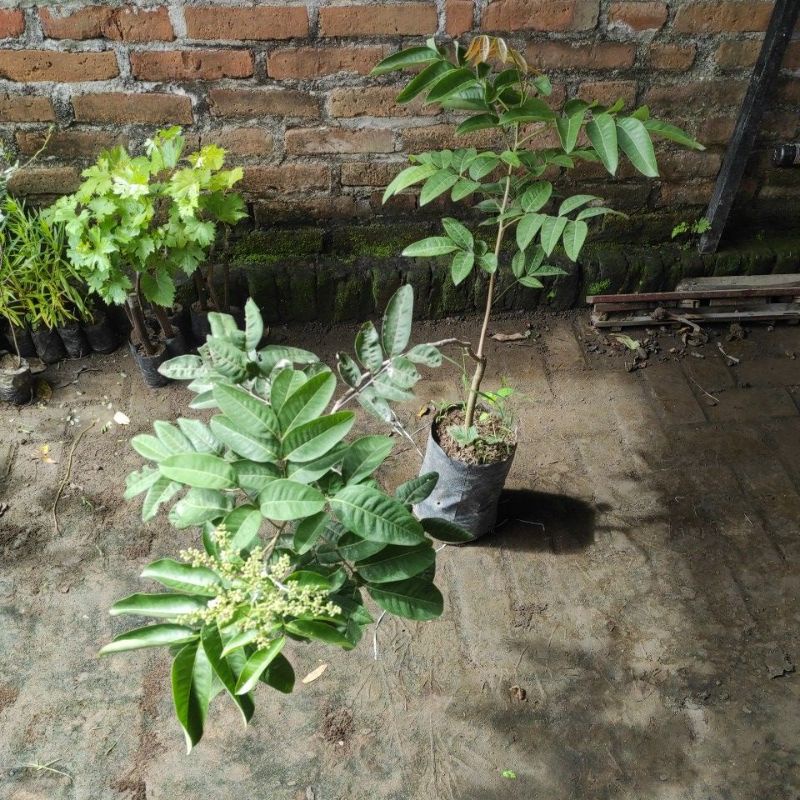 kelengkeng aroma durian berbunga