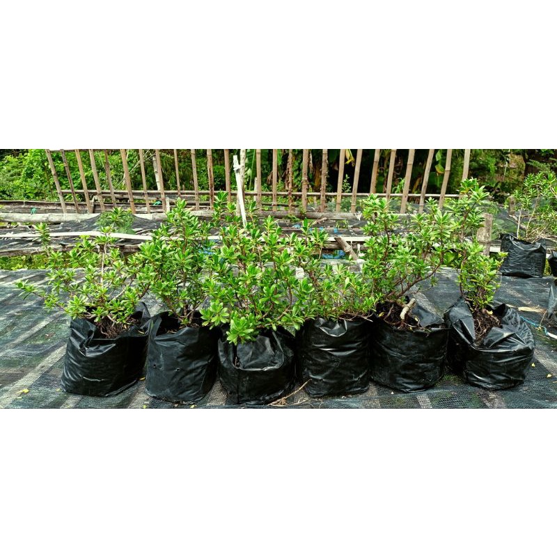 3 pohon bibit bonsai santigi mawar dari biji bonus sancang