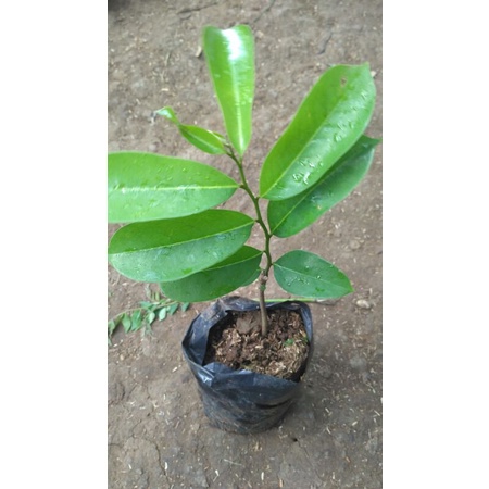 Terlaris KWALITAS TERBAIK Bibit Tanaman Buah Sirsak ratu Pohon Buah Sirsak Cangkok SUPER A1