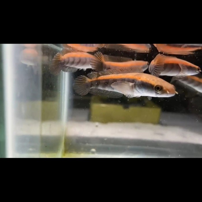 Maru Red Pangkalan Bun Asli Bergaransi