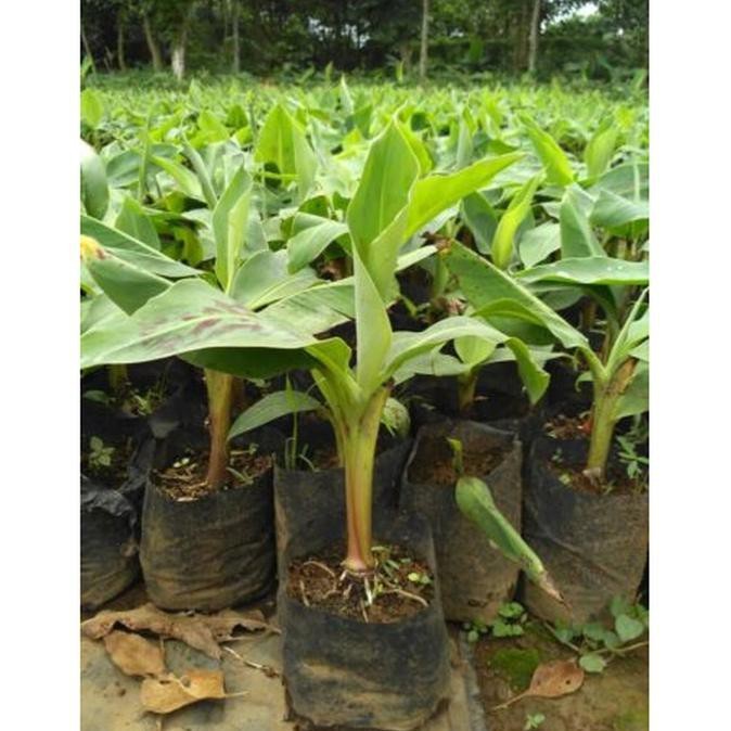 Bibit Tanaman Buah Pisang Cavendish super AA99