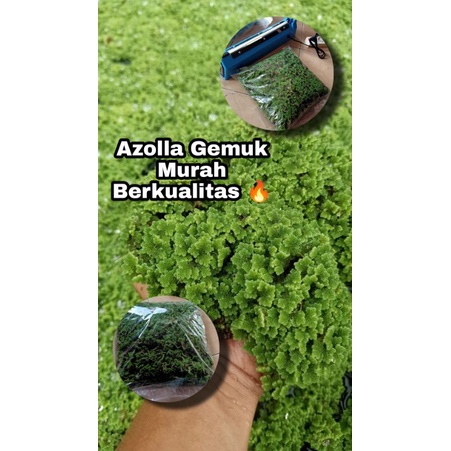 [1KG] azolla gemuk || azola || azola pakan ikan dan ternak || tanaman air || azolla microphylla