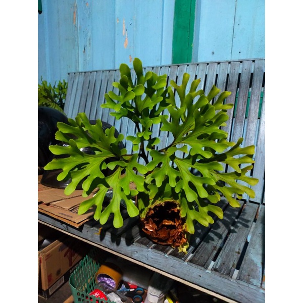 PLATYCERIUM RIDLEYI  M  beli 2phon  uP stu rsy