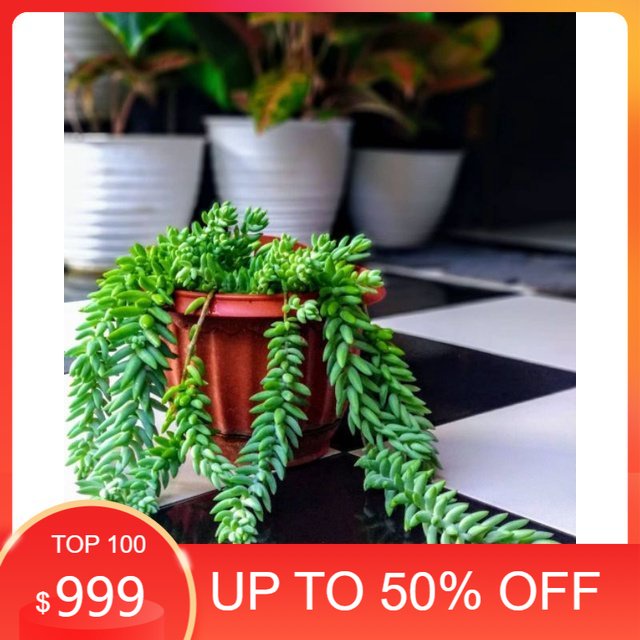 Tanaman bunga hias gantung donkey tail kaktus air mancur